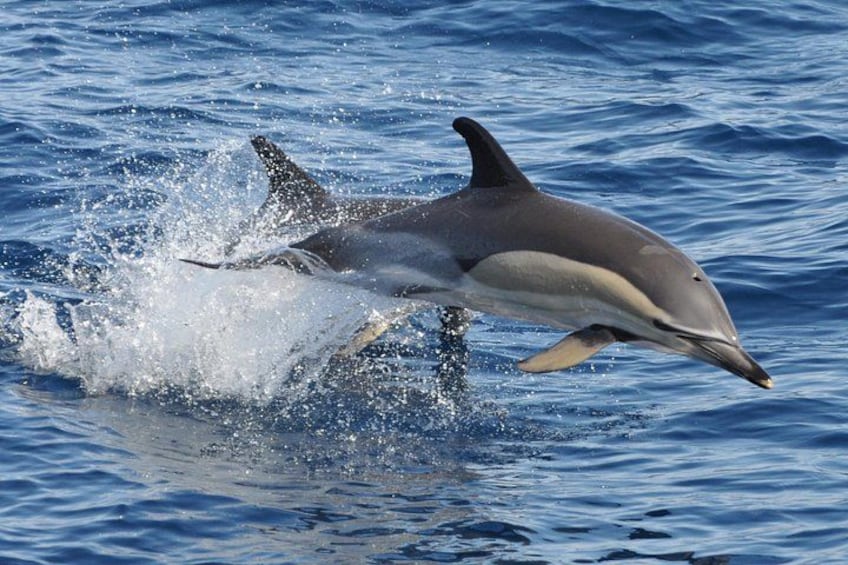 MAGIC DOLPHIN - fuerteventura boat trips - delfin tour -delfinsuche fuerteventura 2