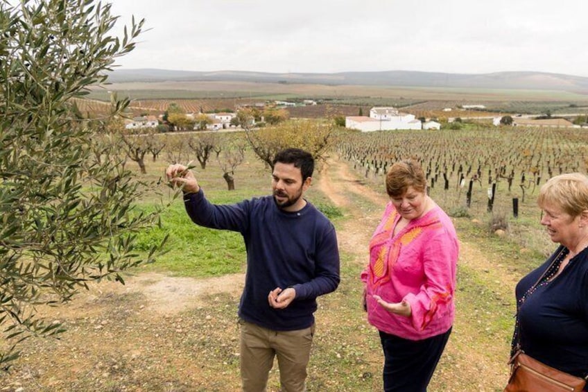Organic Wine and Olive Oil Tour with Tapas From Málaga 1