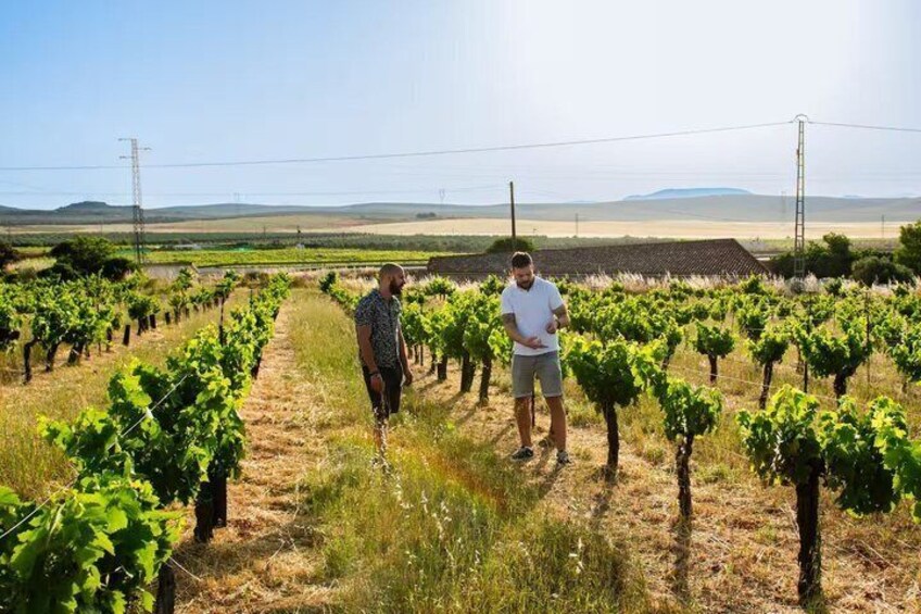 A vineyard with rows of grapevines and a clear sky. 1