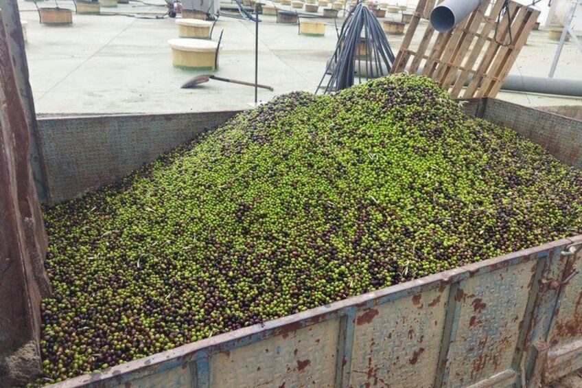 Organic Wine and Olive Oil Tour with Tapas From Málaga 3