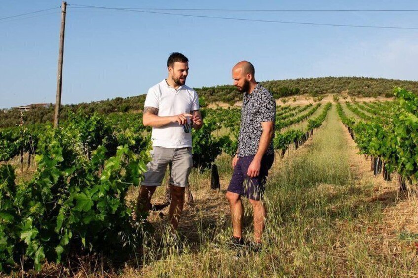 Two men in a vineyard with rows of grapevines. 5