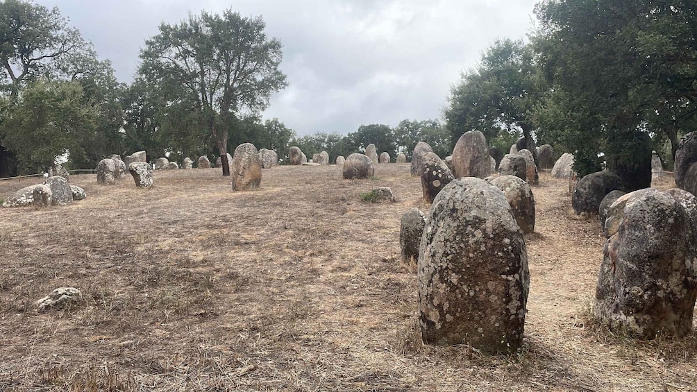 A field of standing stones with trees in the background. 2