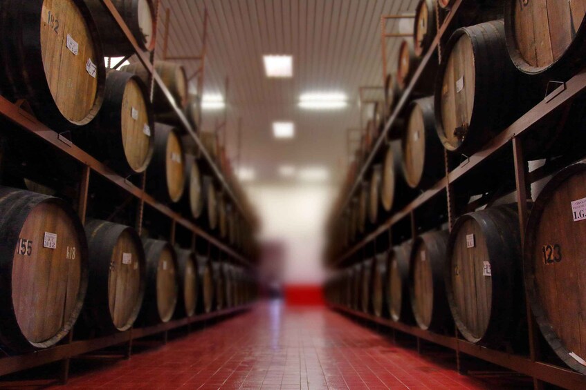 Picture 4 for Activity Visit to the Historic Winery with Tasting of Vernaccia 1968 3