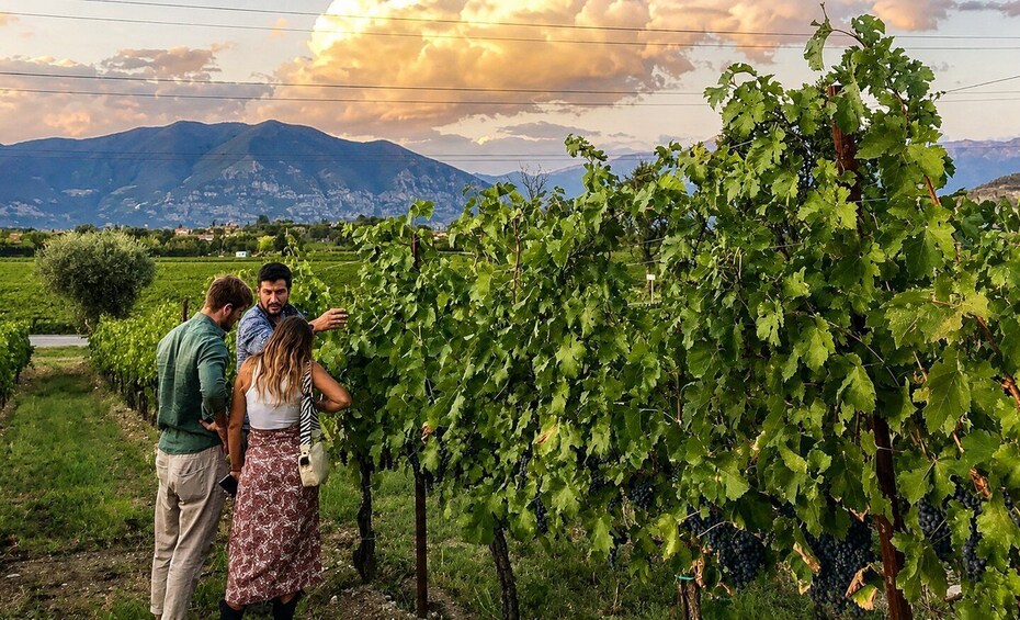 Franciacorta: Tour and Food Tasting at the Family Winery in Corte Franca 1