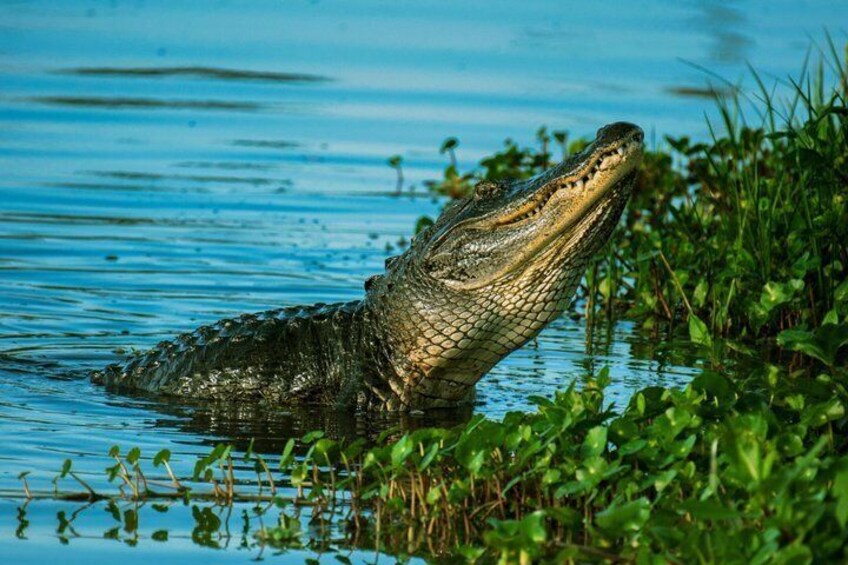 Everglades Excursion in Hydrofoil – French Guide (1h30) 4