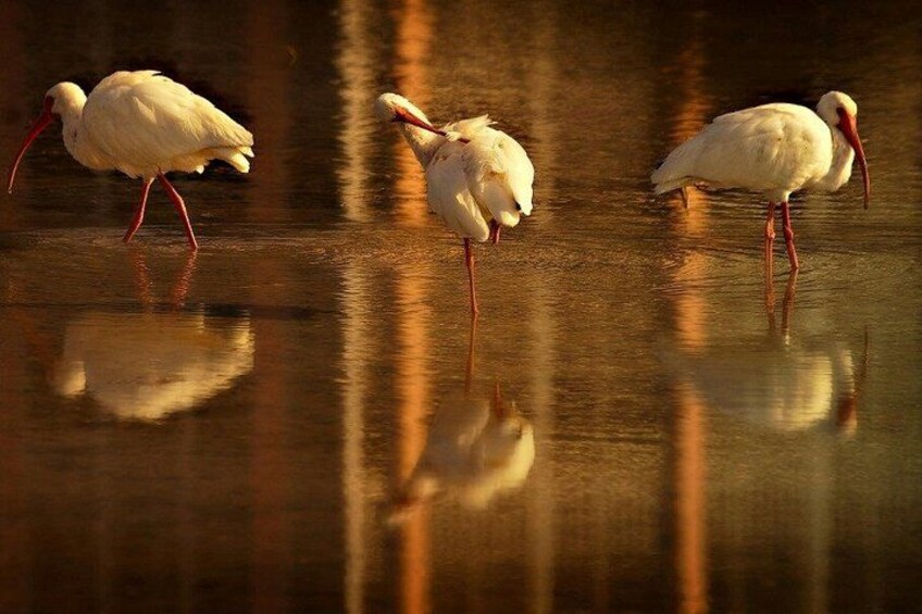 Three white birds with red legs standing in water. 3
