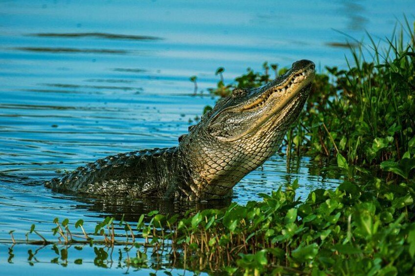 An alligator partially submerged in water with vegetation around. 4