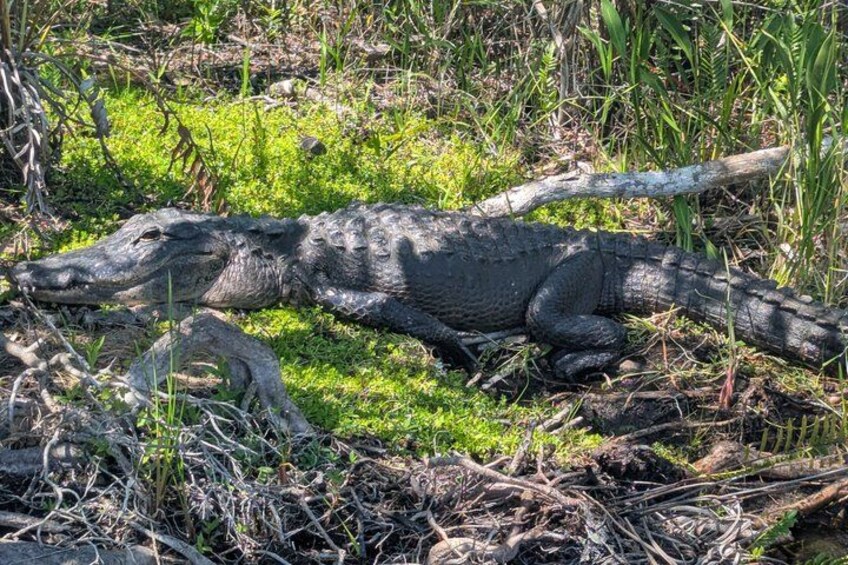 Everglades Excursion in Hydrofoil – French Guide 5