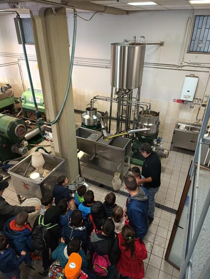 Picture 6 for Activity Discover the Secrets of Olive Oil: Oil Mill Tour and Tasting Experience 3