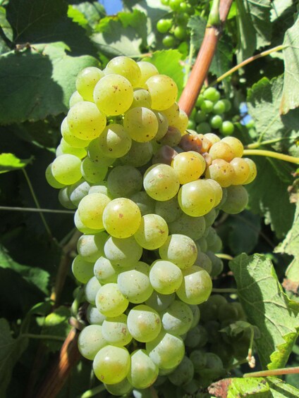 A bunch of green grapes on a vine with leaves in the background. 2