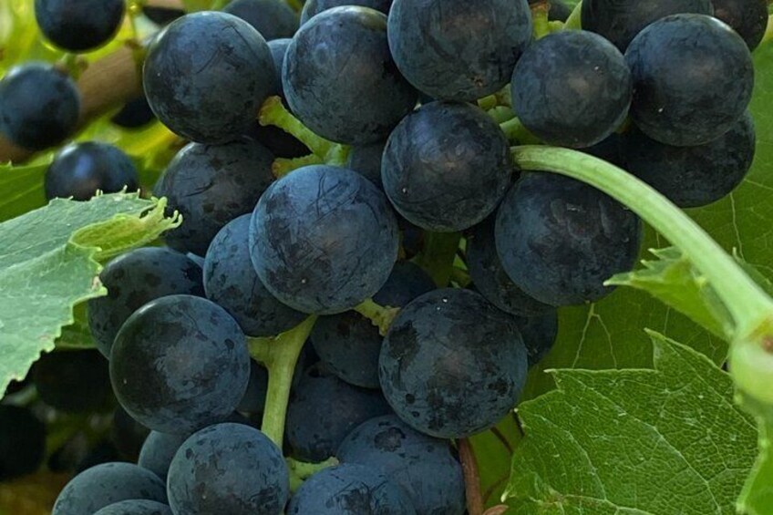 Curated Wine Tasting in Northern Utah 4