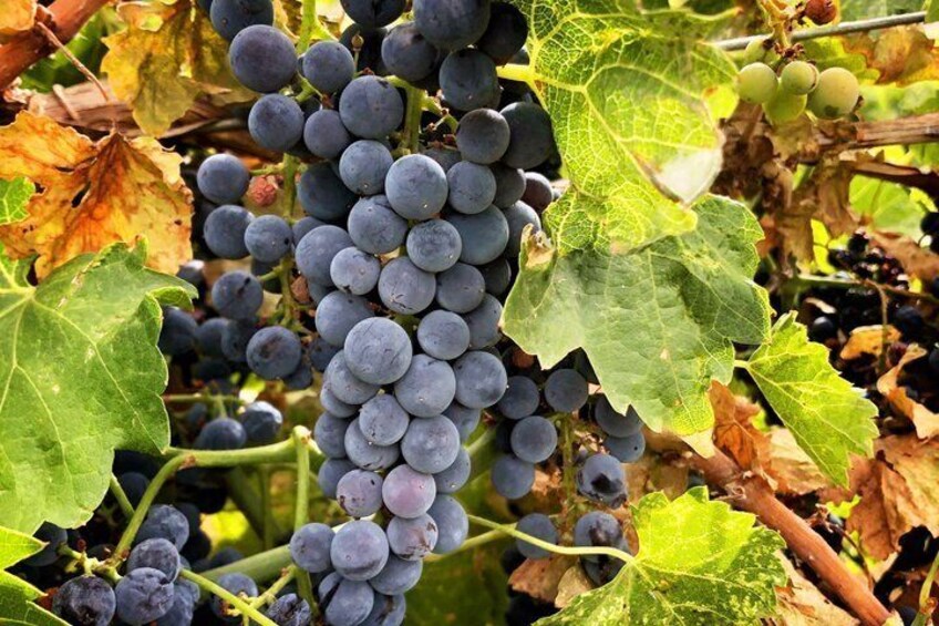 Curated Wine Tasting in Northern Utah 5