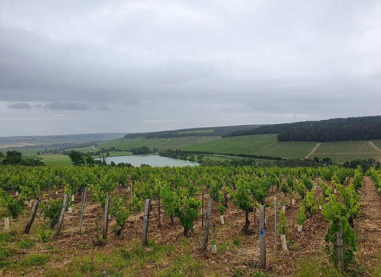 Picture 4 for Activity Domaine A. Geoffroy: Museum of the Vine and the Corkscrew & Tasting 2