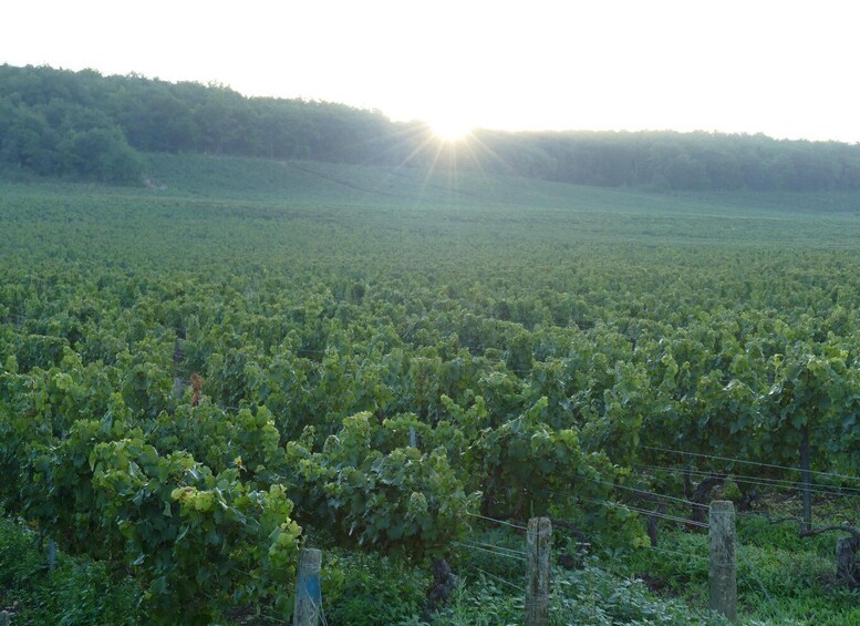 Picture 1 for Activity Domaine A. Geoffroy: Museum of the Vine and the Corkscrew & Tasting 3