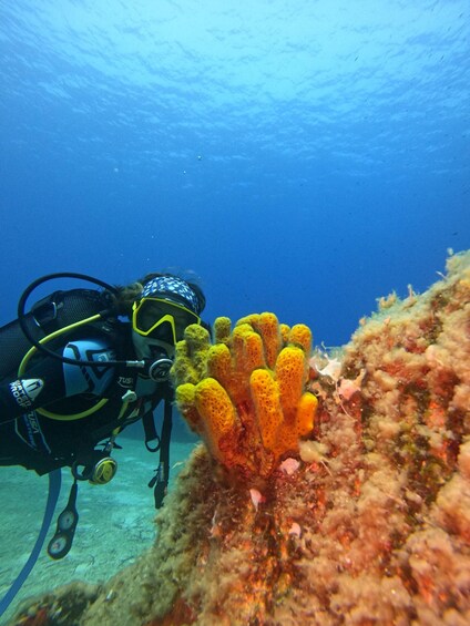 A diver with a scuba tank and breathing apparatus near a coral reef. 4