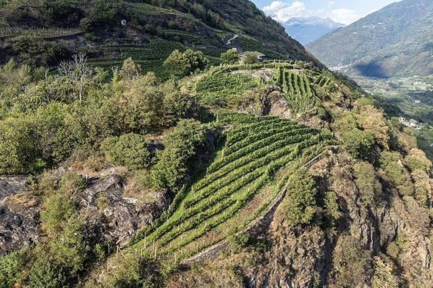 Weinberge in Terrassenform an einem Hügel. 4