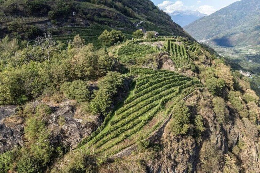 Wine tasting with visit to the winery in Valtellina in Chiuro 4