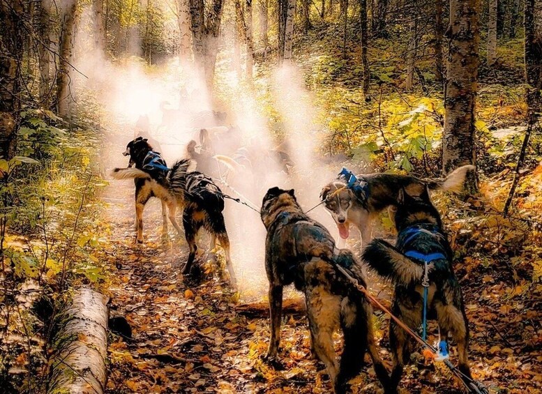 Picture 1 for Activity Willow: Dog Sledding & ATV/UTV Combo Tour 4