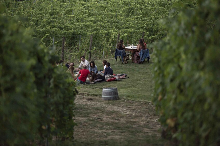 Picture 8 for Activity Ornina: Pinot Noir and Organic Wines in Casentino, Tuscany's Secret Valley 3