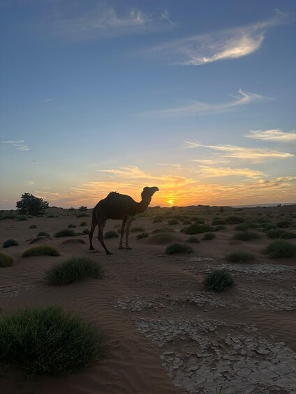 A camel in a desert landscape during sunset. 1