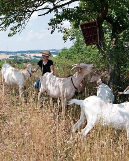 Picture 2 for Activity Goat hike near Dresden 3