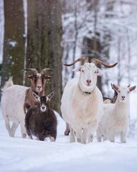 Goat hike near Dresden 1