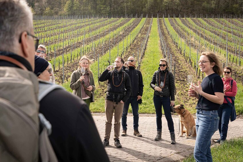 Picture 3 for Activity Castell: Wine tour through the vineyards with a winemaker 2