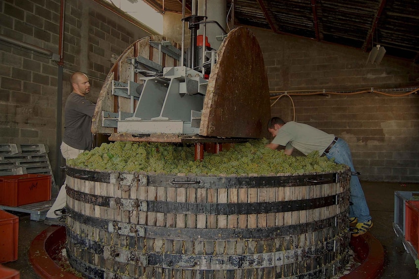 Picture 4 for Activity Cellar tour and/or tasting in Champagne: From the Vine to the Glass 5