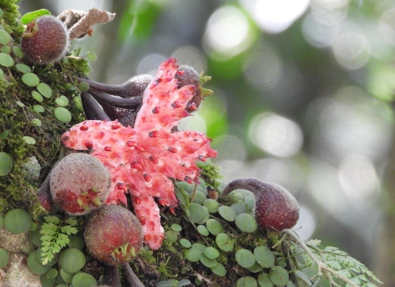 A cluster of red berries and a pink, spiky plant on a mossy surface. 4