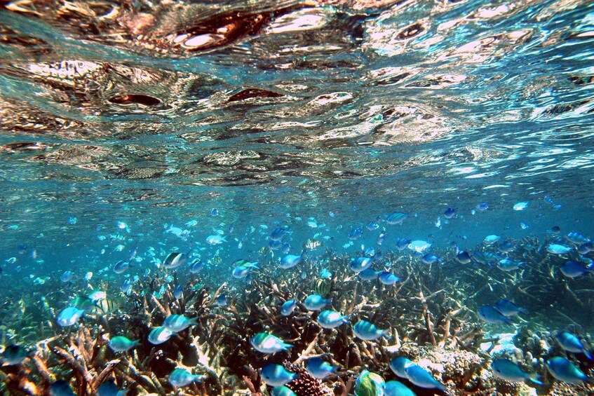 Picture 3 for Activity Exclusive Ningaloo Reef To Range Tours 4