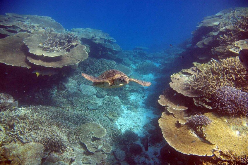 Picture 5 for Activity Exclusive Ningaloo Reef To Range Tours 5