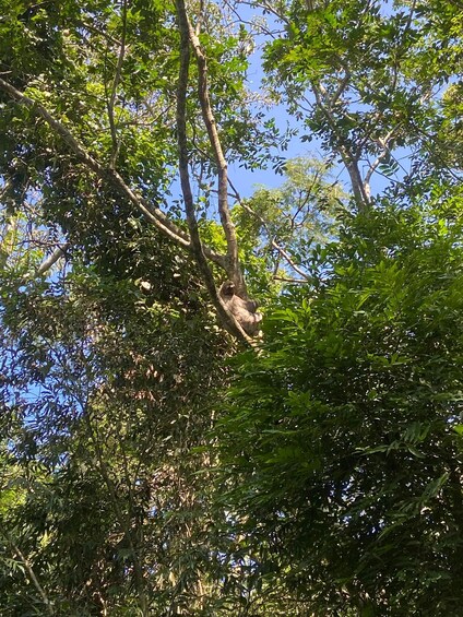 A dense forest with a variety of trees and thick foliage. 3