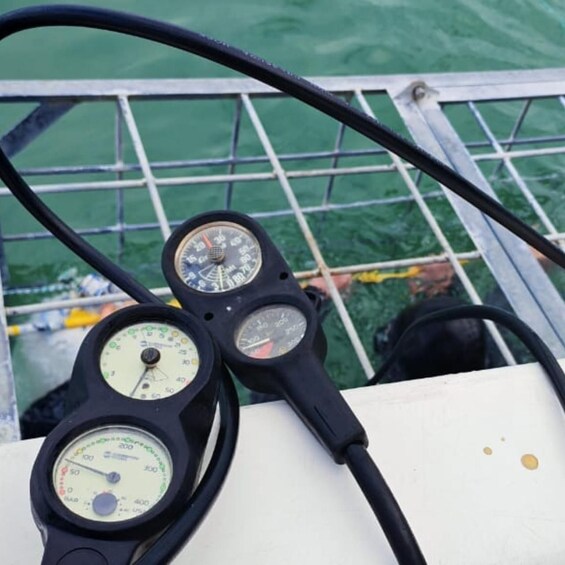 Picture 15 for Activity Gansbaai Shark Cage Diving with Crocodiles and Penguins 5