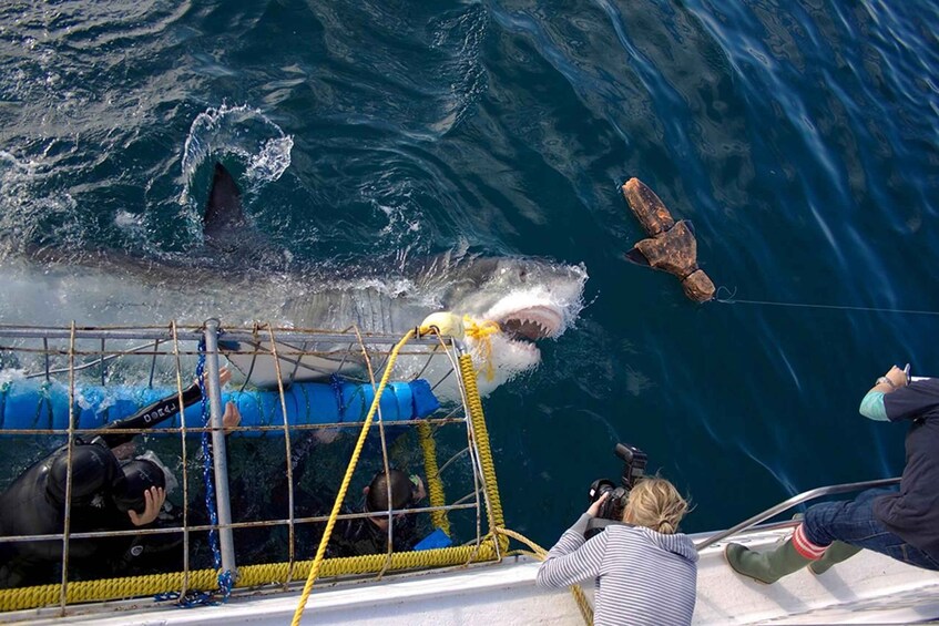 Picture 1 for Activity Gansbaai Shark Cage Diving with Crocodiles and Penguins 4