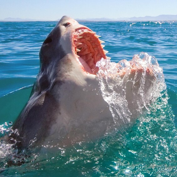 Gansbaai Shark Cage Diving with Crocodiles and Penguins 1