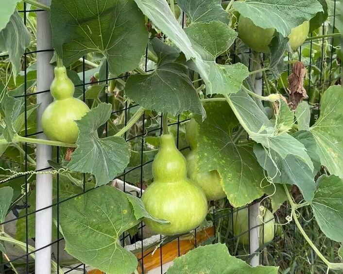 Picture 8 for Activity HANGZHOU: Farm Tour with Cooking Class and Flower Workshop 4
