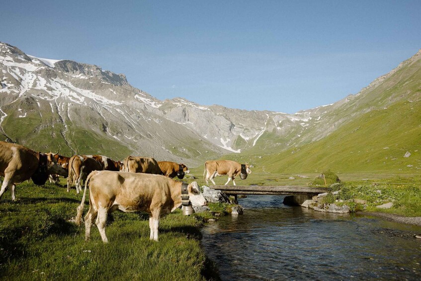 Picture 3 for Activity Adelboden: Ticket for the Engstligenalp aerial tramway 4