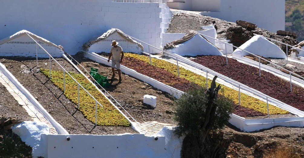 Nerja: The Moscatel Raisin Route in the Axarquía 1