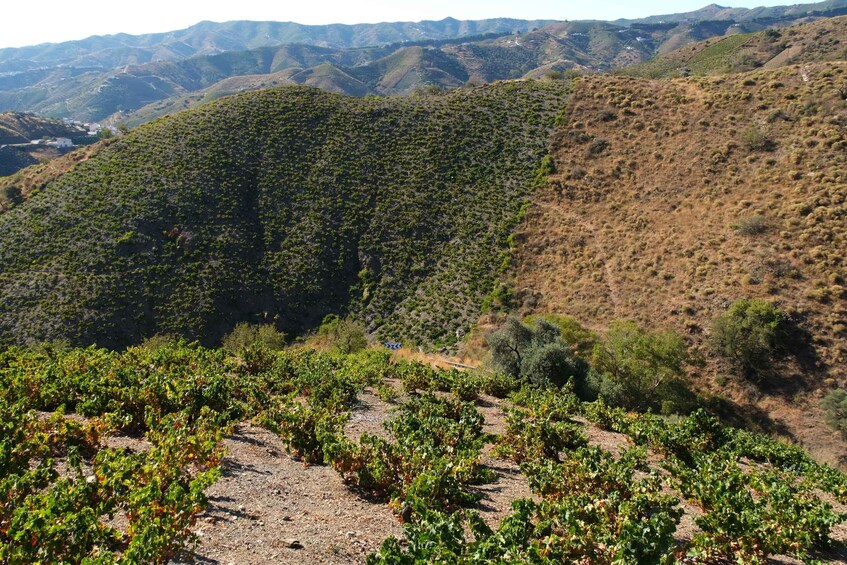 Picture 4 for Activity Nerja: The Moscatel Raisin Route in the Axarquía 4