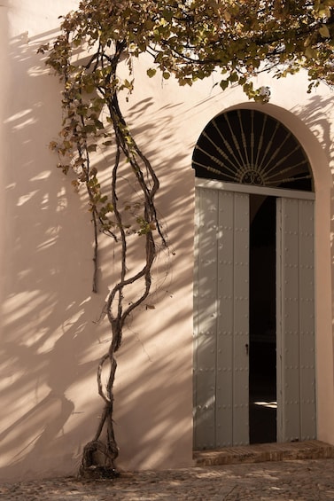 Picture 10 for Activity Seville: Visit Bodegas Góngora 4