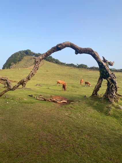 Picture 6 for Activity Madeira: Fanal Secret Hike – Private Experience 5