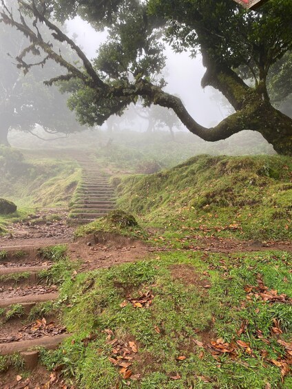 Picture 17 for Activity Madeira: Fanal Secret Hike – Private Experience 4