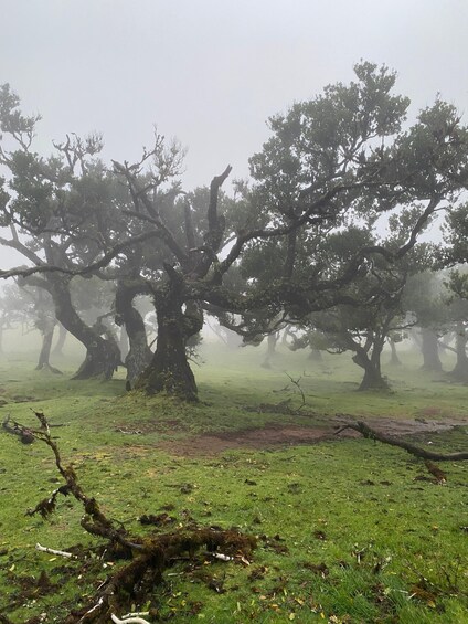 Picture 25 for Activity Madeira: Fanal Secret Hike – Private Experience 3