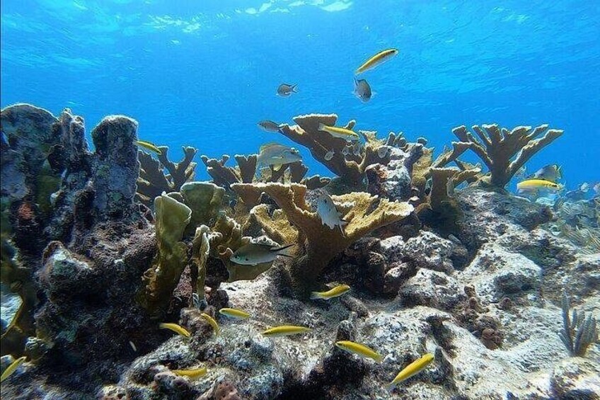 Key Largo Two Reef Snorkel Tour - All Snorkel Equipment Included! 2