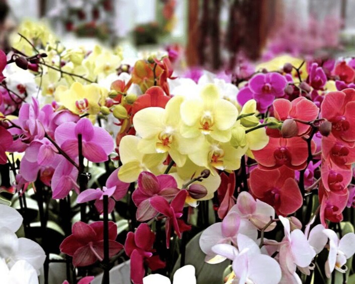 Picture 4 for Activity Manizales: Orchid Sightseeing Tour 4