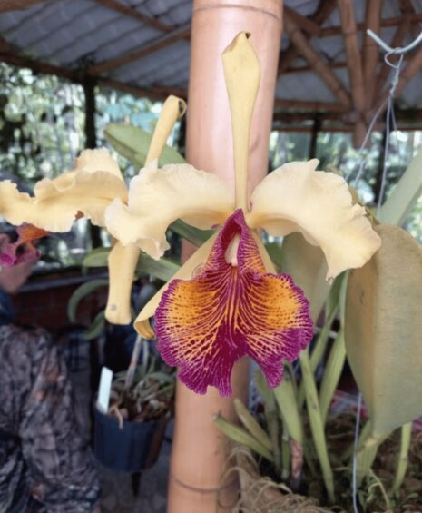 Picture 1 for Activity Manizales: Orchid Sightseeing Tour 3