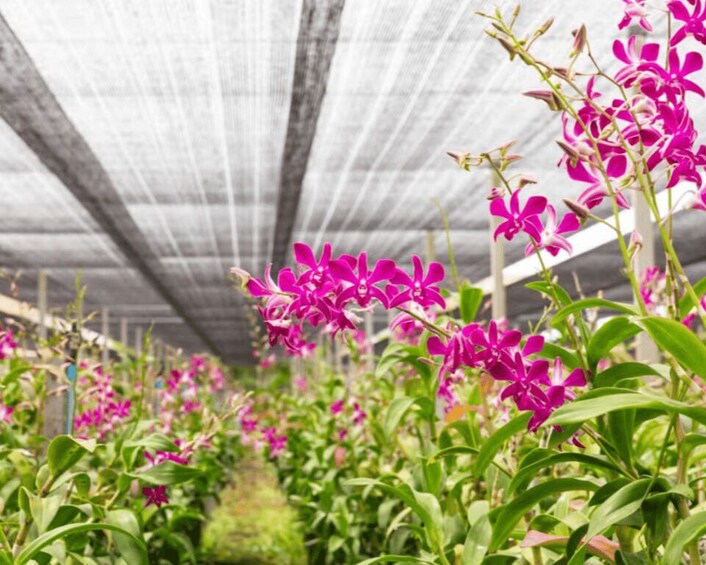 Picture 3 for Activity Manizales: Orchid Sightseeing Tour 2