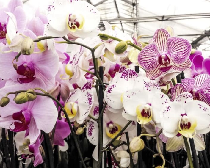 Manizales: Orchid Sightseeing Tour 1