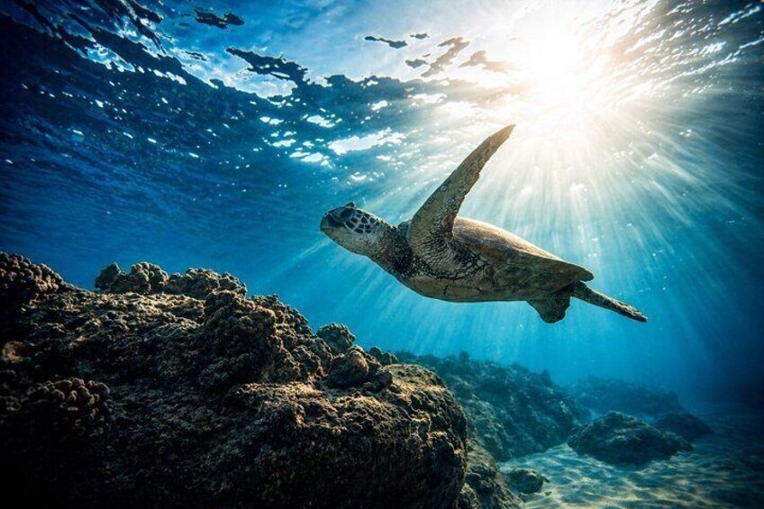 Gili Air Shared Snorkeling Tour with Glass Bottom Boat (5 Hours) 5