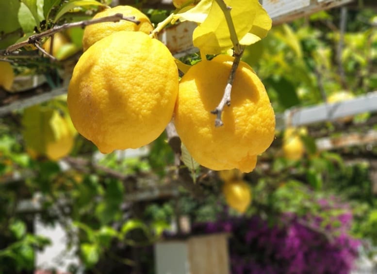 Lemons on a tree with green leaves and a purple flower in the background. 2